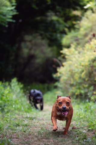 Pet photography session in Gauteng CapturedbyCarla