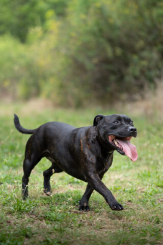 Pet photography session in Gauteng CapturedbyCarla