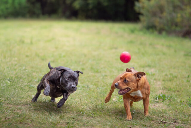 Pet photography session in Gauteng CapturedbyCarla