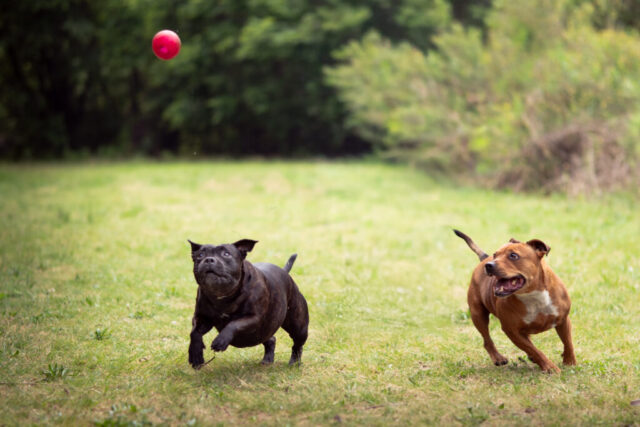 Pet photography session in Gauteng CapturedbyCarla