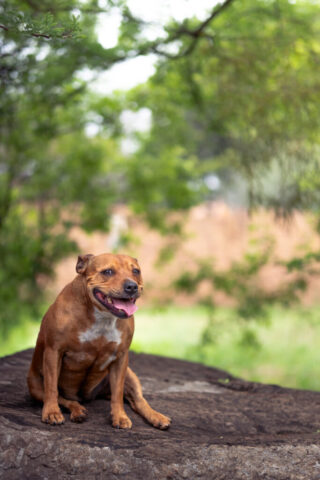 Pet photography session in Gauteng CapturedbyCarla