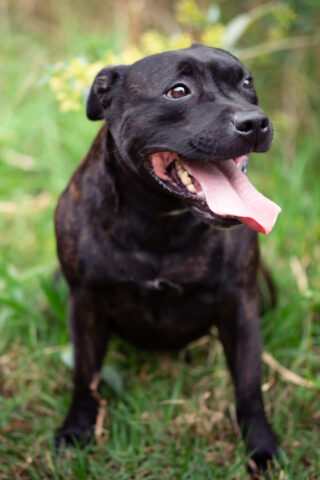 Pet photography session in Gauteng CapturedbyCarla